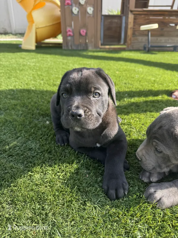 Bruce – Cane Corso puppy for sale in Perris, CA