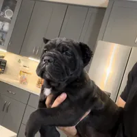 Corso, a female Cane Corso for sale in Perris, CA – Photo 1 of 4