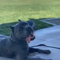 Corso, a female Cane Corso for sale in Perris, CA – Photo 3 of 4
