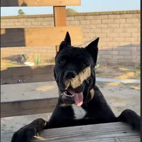 Corso, a female Cane Corso for sale in Perris, CA – Photo 4 of 4