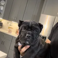 Corso, a female Cane Corso for sale in Perris, CA – Photo 2 of 4