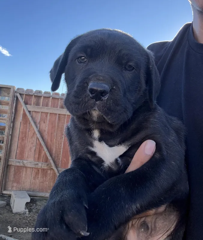 nova, a female Cane Corso for sale in Perris, CA – Photo 1 of 1
