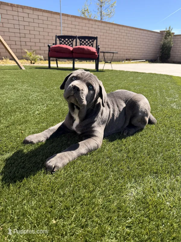 Corso, a female Cane Corso for sale in Perris, CA – Photo 1 of 3
