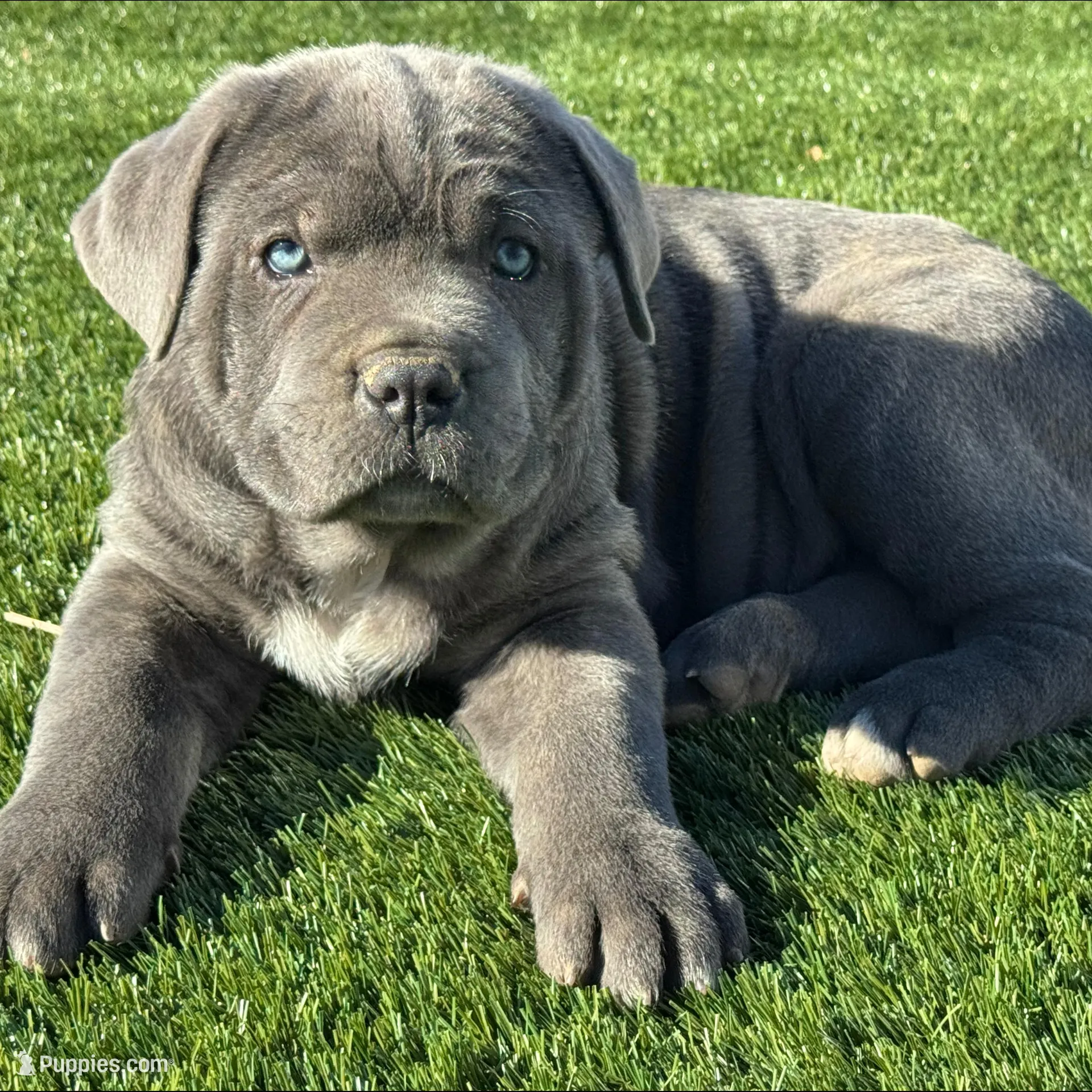 Corso, a female Cane Corso for sale in Perris, CA – Photo 2 of 3