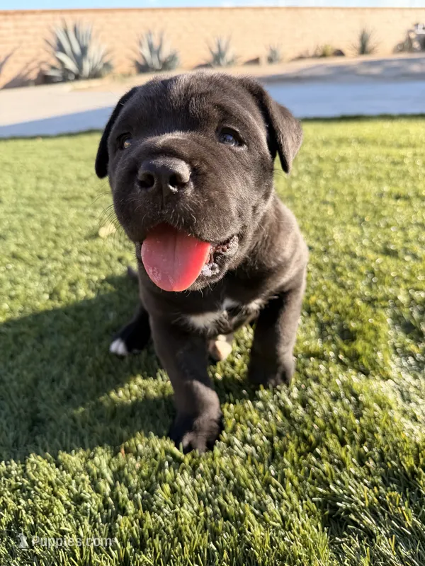 Coby – Cane Corso puppy for sale in Perris, CA