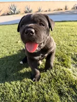 Coby, a male Cane Corso for sale in Perris, CA – 1 of 3