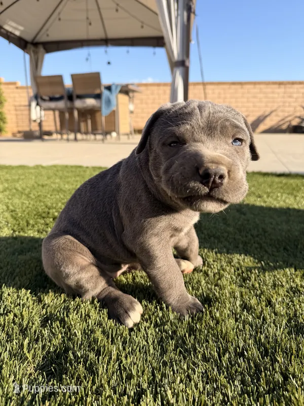 Lana – Cane Corso puppy for sale in Perris, CA
