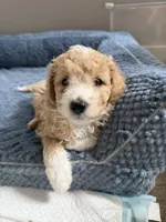 Toast, a male Maltipoo for sale in North Hollywood, CA – 2 of 2