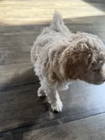 Fluffy, a male Maltipoo for sale in North Hollywood, CA – 3 of 3