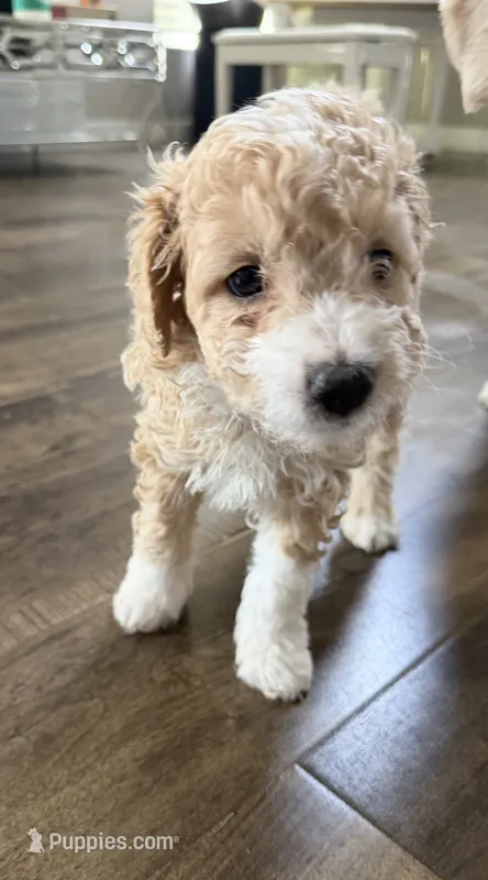 Toast – Maltipoo puppy for sale in North Hollywood, CA