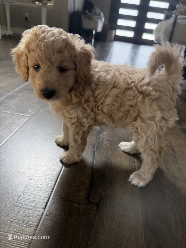 Fluffy – Maltipoo puppy for sale in North Hollywood, CA