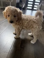 Fluffy, a male Maltipoo for sale in North Hollywood, CA – 1 of 3