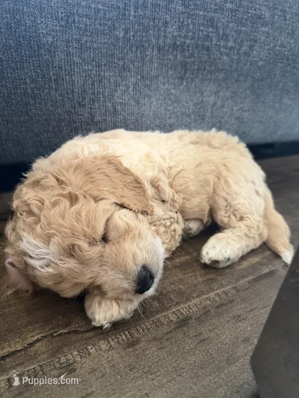 Brownie – Maltipoo puppy for sale in North Hollywood, CA