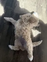 Snow, a female Maltipoo for sale in North Hollywood, CA – 2 of 3