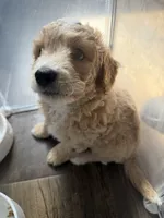 Brownie, a male Maltipoo for sale in North Hollywood, CA – 2 of 2