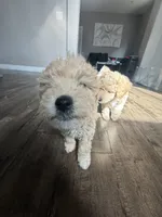 Snow, a female Maltipoo for sale in North Hollywood, CA – 3 of 3
