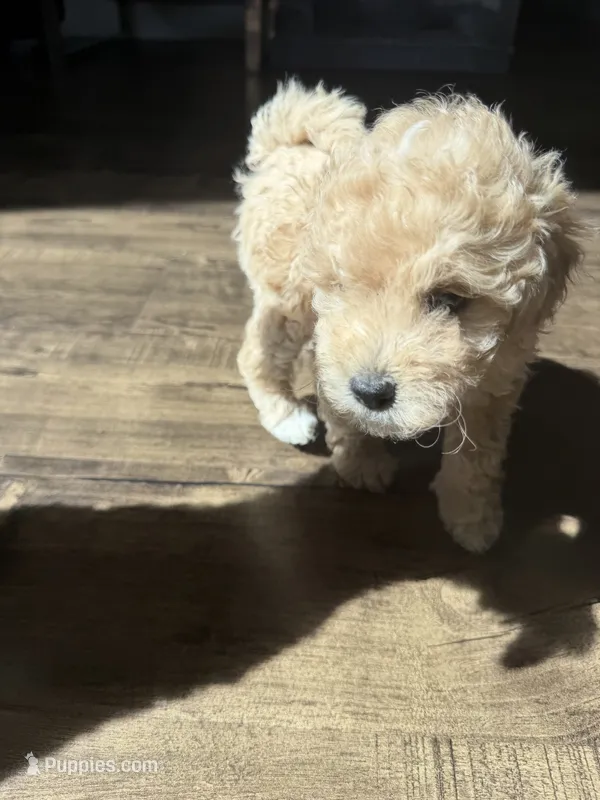 Snow – Maltipoo puppy for sale in North Hollywood, CA