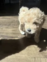 Snow, a female Maltipoo for sale in North Hollywood, CA – 1 of 3