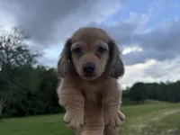 Stetson, a male Miniature Dachshund for sale in Atlanta, GA – 3 of 4
