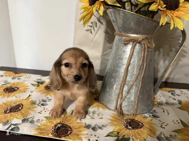 Chloe – Miniature Dachshund puppy for sale in Atlanta, GA