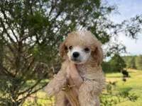 Remii, a male Poodle - Toy  for sale in Atlanta, GA – 5 of 5