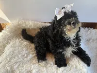 Chloe, a female Cavapoo for sale in Atlanta, GA – 5 of 5