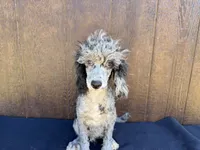 Chief , a male Poodle - Miniature  for sale in Atlanta, GA – 2 of 5
