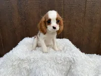 Ruger, a male Cavalier King Charles Spaniel for sale in Atlanta, GA – 1 of 6