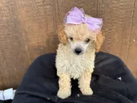 Chloe, a female Poodle - Toy  for sale in Atlanta, GA – 3 of 4