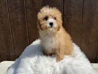Buddy, a male Cavapoo for sale in Atlanta, GA – 2 of 4
