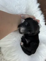 Diesel, a male Miniature Dachshund for sale in Atlanta, GA – 3 of 5
