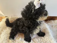 Chloe, a female Cavapoo for sale in Atlanta, GA – 4 of 5