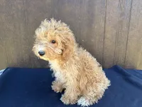 Arizona, a female Cavapoo for sale in Atlanta, GA – 3 of 6
