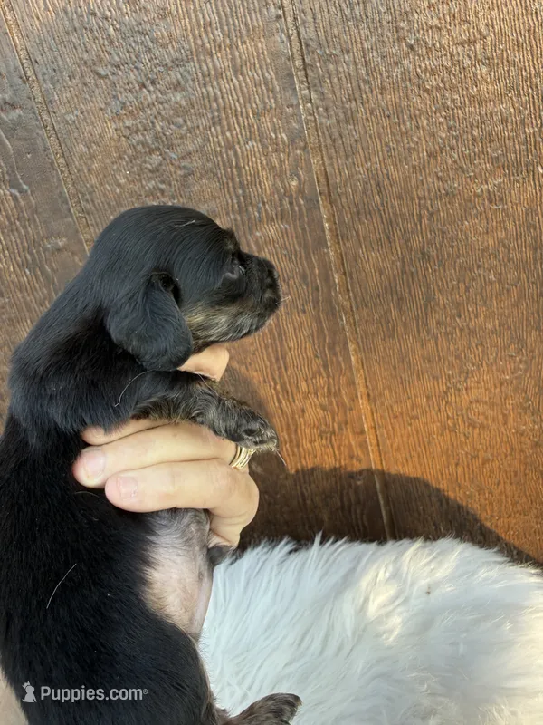 Saywer – Miniature Dachshund puppy for sale in Atlanta, GA