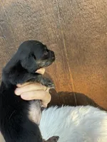 Saywer, a male Miniature Dachshund for sale in Atlanta, GA – 1 of 5