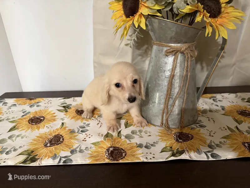 Francesca – Miniature Dachshund puppy for sale in Atlanta, GA