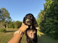 Diesel, a male Miniature Dachshund for sale in Atlanta, GA – 2 of 5