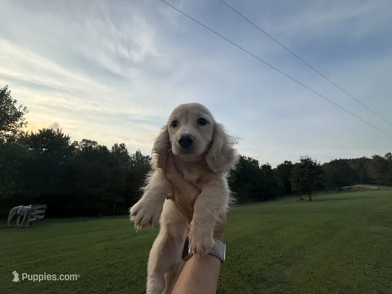 Kreed – Miniature Dachshund puppy for sale in Atlanta, GA