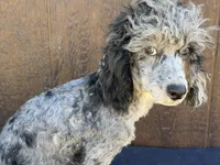 Chief , a male Poodle - Miniature  for sale in Atlanta, GA – 4 of 5
