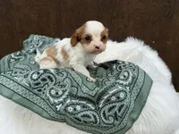 Ryker, a male Cavalier King Charles Spaniel for sale in Atlanta, GA – 4 of 5