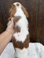 Maverick , a male Cavalier King Charles Spaniel for sale in Atlanta, GA – 4 of 5