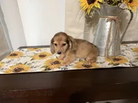 Chloe, a female Miniature Dachshund for sale in Atlanta, GA – 5 of 7