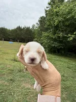 Ryker, a male Miniature Dachshund for sale in Atlanta, GA – 2 of 4