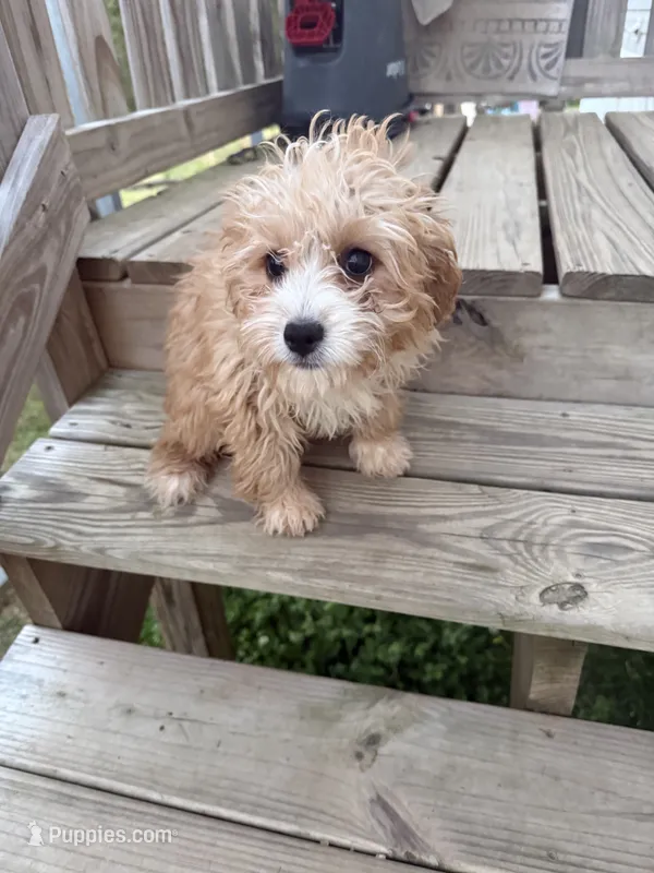 Buddy – Cavapoo puppy for sale in Atlanta, GA