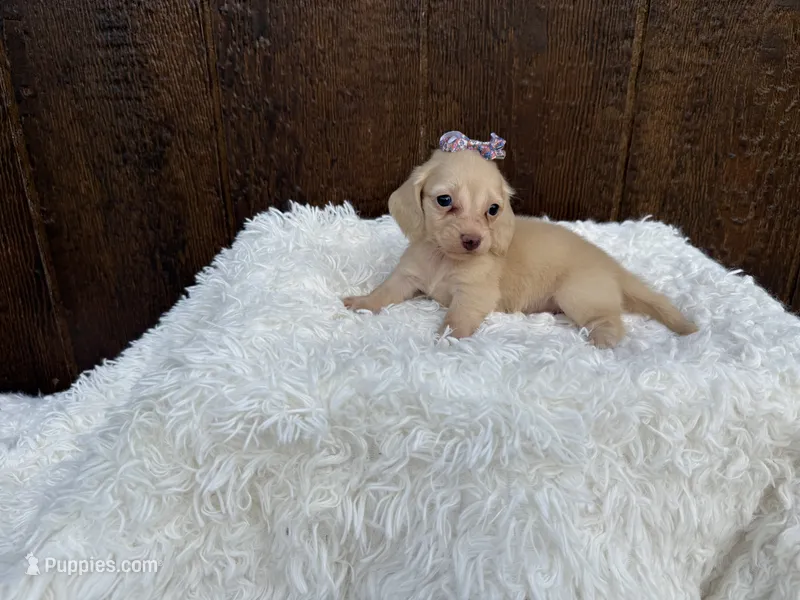 Francesca – Miniature Dachshund puppy for sale in Atlanta, GA