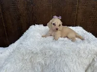 Francesca, a female Miniature Dachshund for sale in Atlanta, GA – 1 of 6