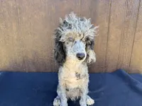 Chief , a male Poodle - Miniature  for sale in Atlanta, GA – 3 of 5