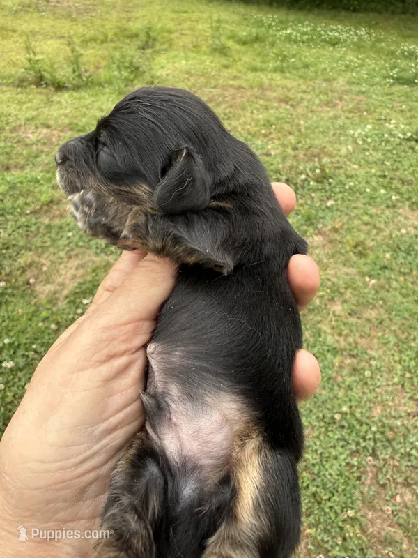 Dudley – Miniature Dachshund puppy for sale in Atlanta, GA