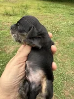 Dudley, a male Miniature Dachshund for sale in Atlanta, GA – 1 of 4