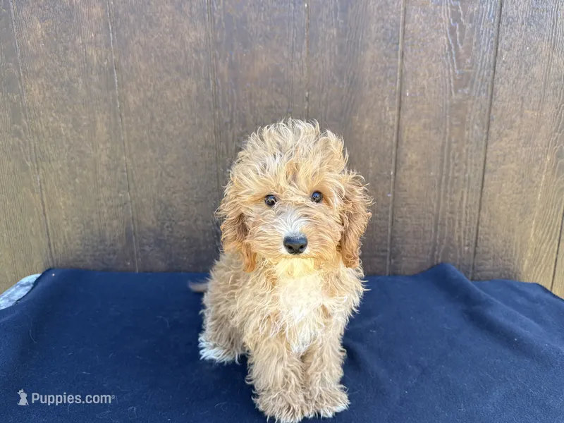 Arizona – Cavapoo puppy for sale in Atlanta, GA
